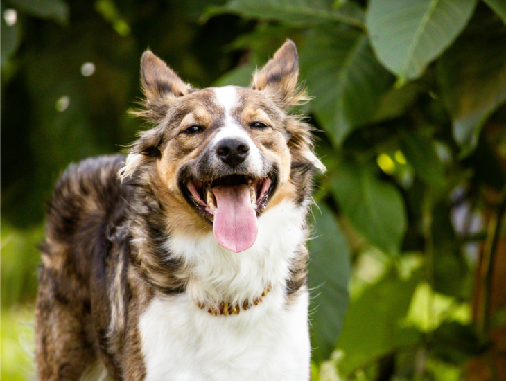 Hundefoder og udstyr