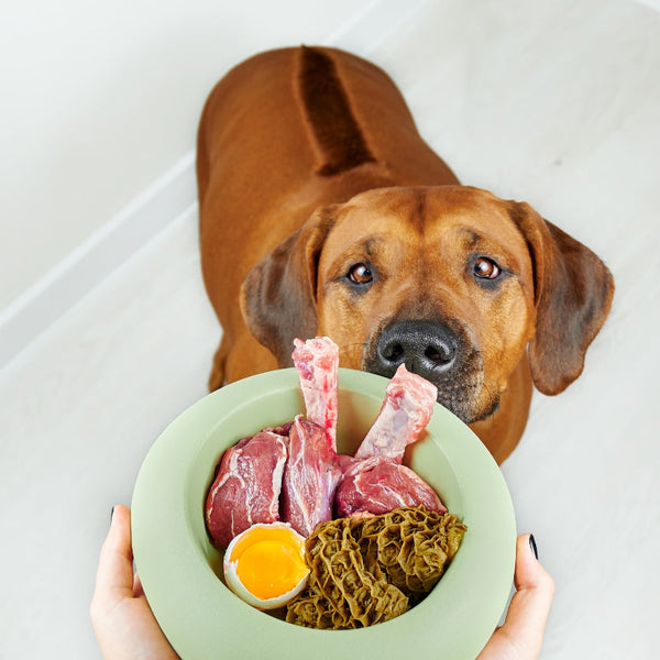 Bedste hundefoder: sådan finder du det rigtige til din hund