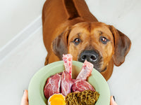 Bedste hundefoder: sådan finder du det rigtige til din hund