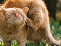 Lopper på kat: Tegn, behandling og forebyggelse