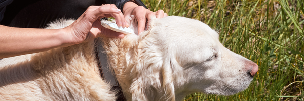 Flåter på hund – sådan forebygger og fjerner du dem
