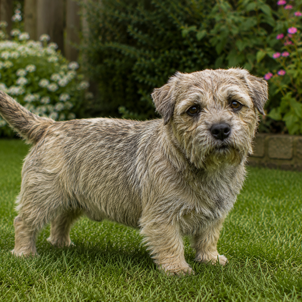 Glen of Imaal Terrier: raceguide – temperament, pleje, motion og sundhed