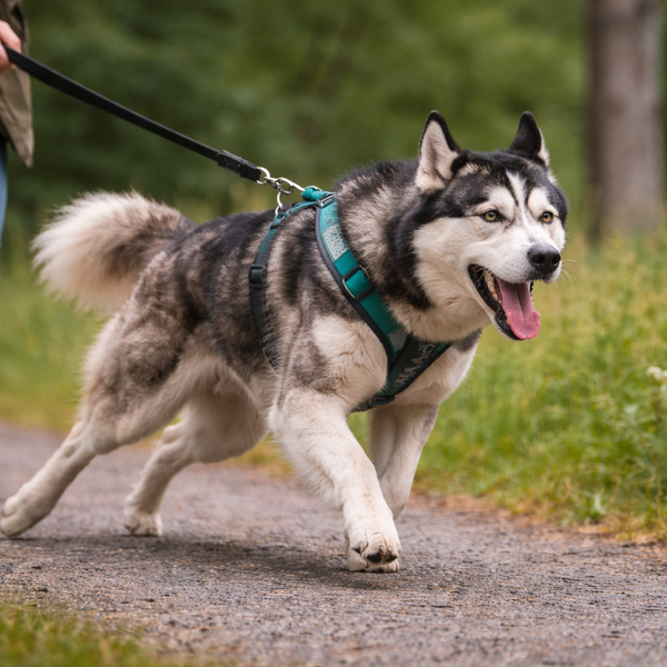 Min hund trækker i snoren: sådan lærer den at gå pænt
