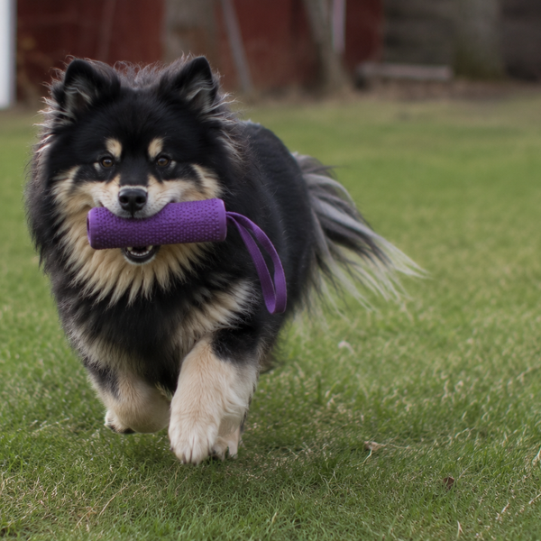 Finsk Lapphund: raceguide – temperament, pleje, motion og sundhed