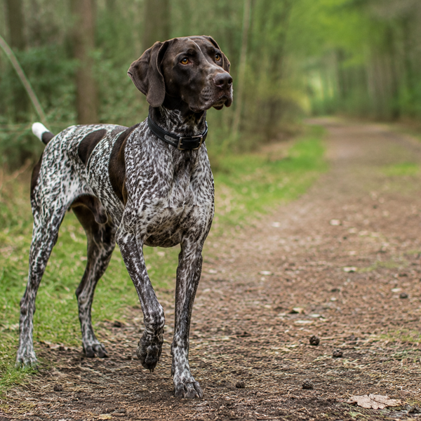 Tysk Korthåret Hønsehund: temperament, pleje, motion og sundhed