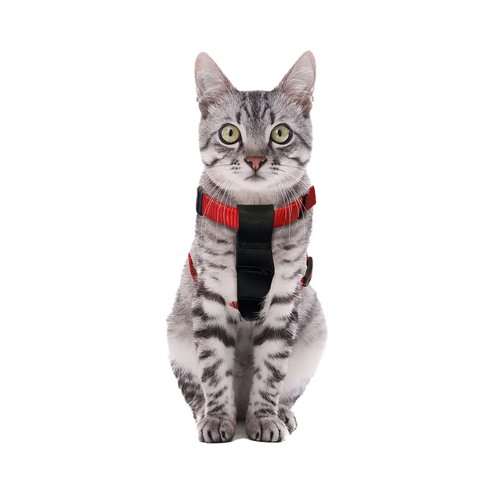 Flamingo bilsele til kat, billede 3