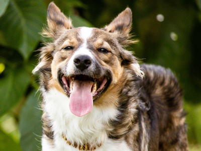 Hundefoder og udstyr