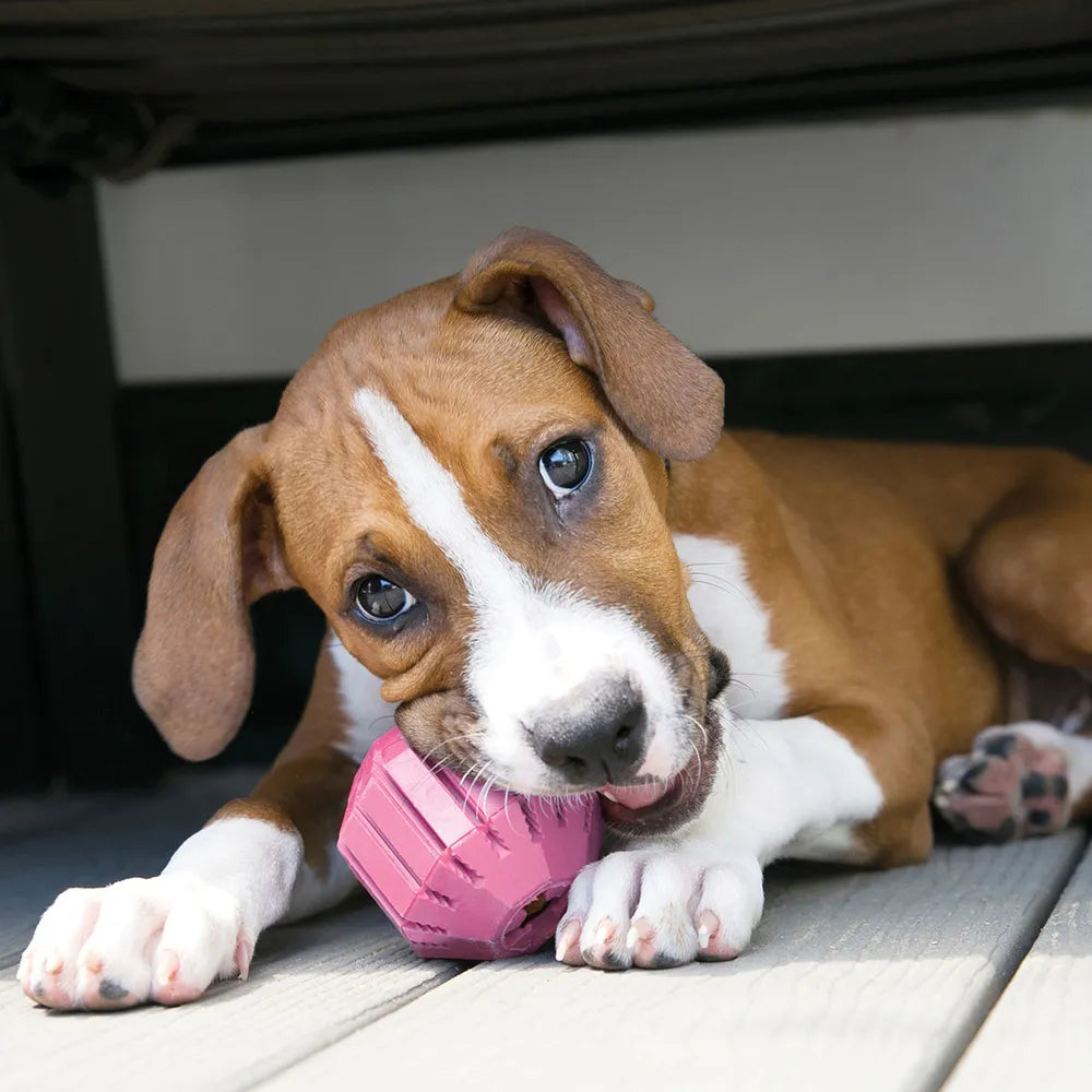 KONG Puppy Activity Ball, ekstra produktbillede