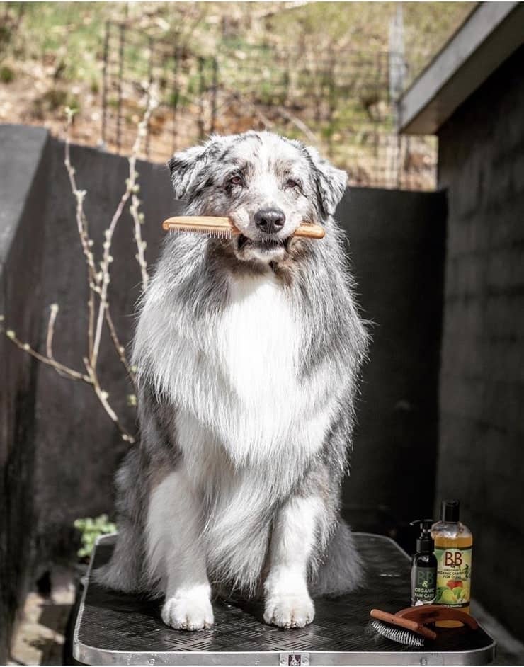 B&B Rullekam til hund, produktbillede