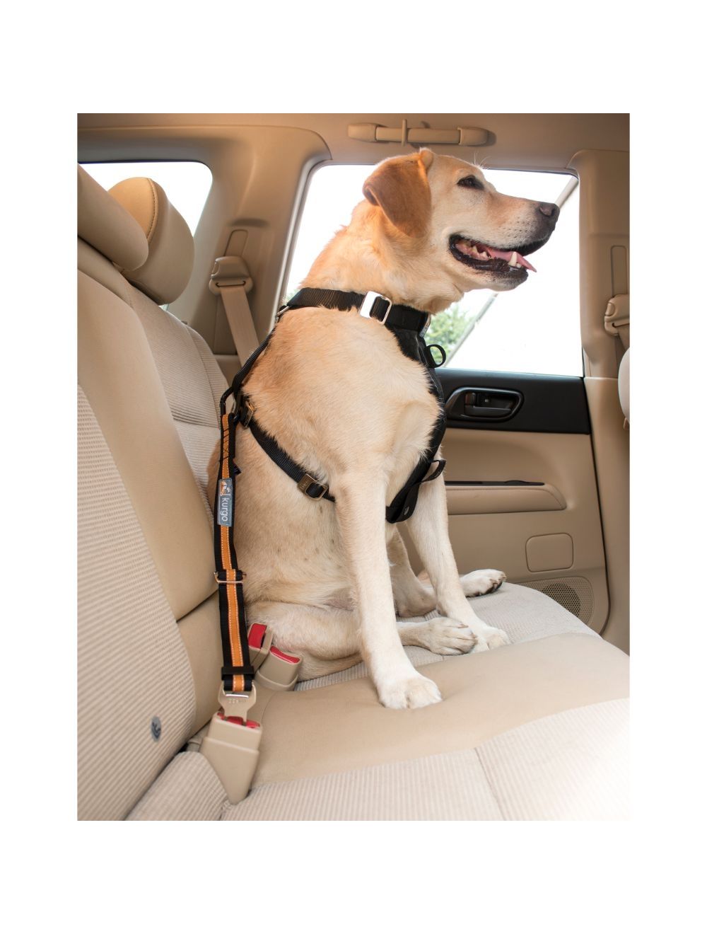 Kurgo Direct to Seatbelt strop i brug i bilen, fastgjort til hundens sele